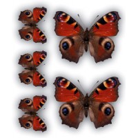 Бабочки Павлиний глаз(разм. 24х27)